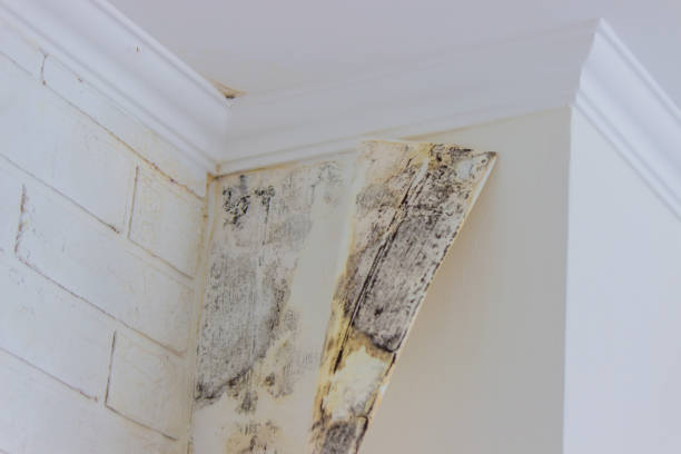 Reliable Pine Hill, NJ Mold Removal Solutions